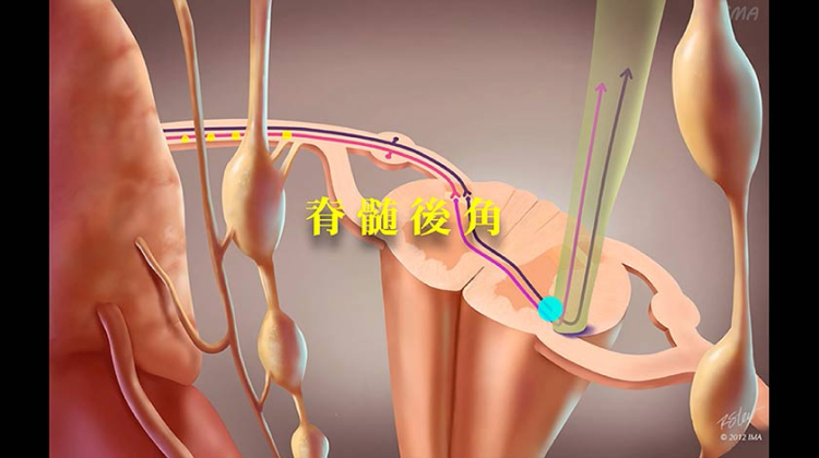 Chapter-3 脊髄後角