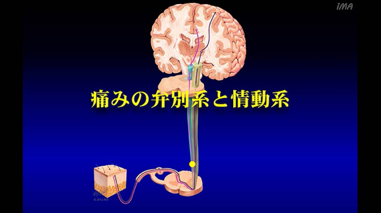 Chapter-4 痛みの弁別系と情動系